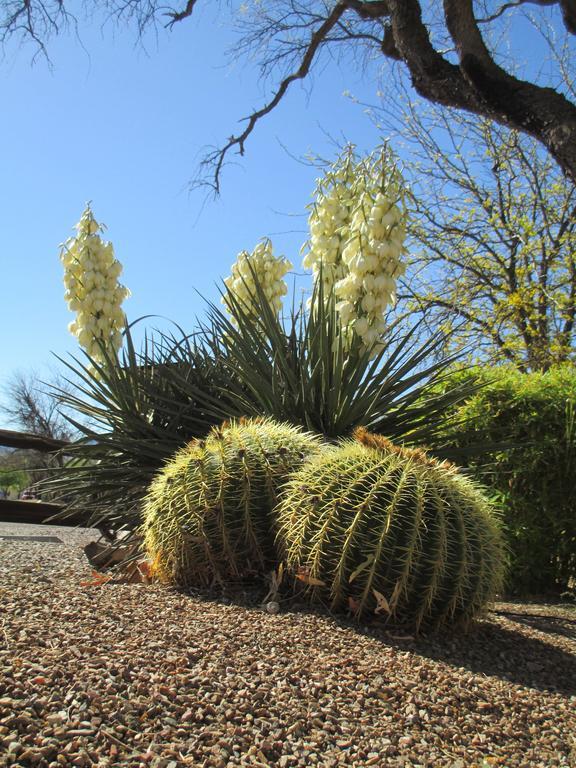 Tubac Country Inn Exterior photo